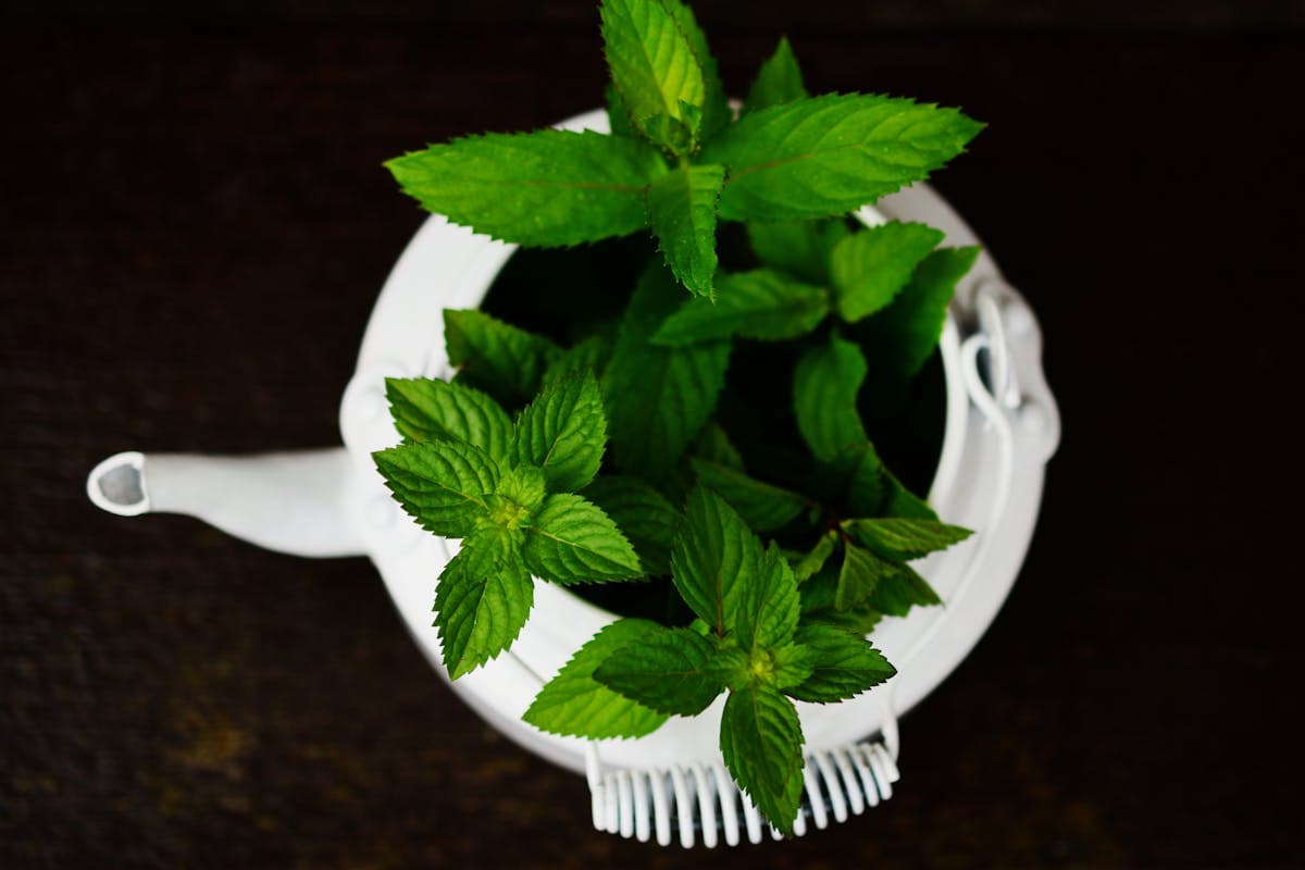 Green Plant